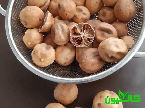 قیمت فروش لیمو عمانی درشت