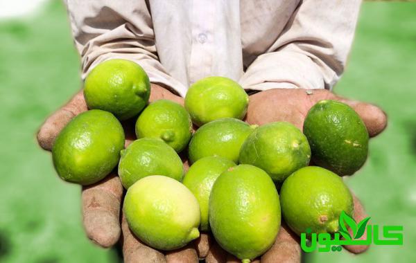 مرجع فروش لیمو محلی صادراتی