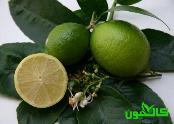 بررسی خواص و فواید لیمو ترش برای سلامتی