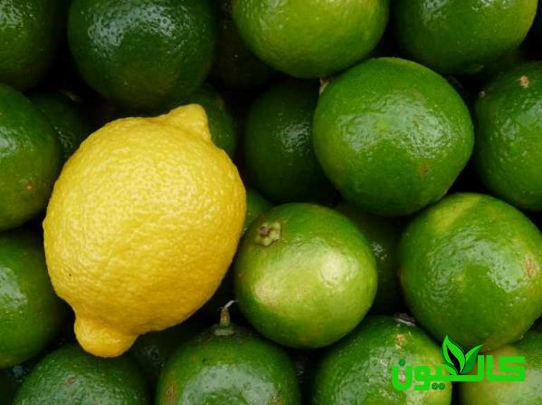 مرجع پخش لیمو ترش هرمزگان