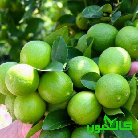قیمت استثنائی لیمو محلی صادراتی
