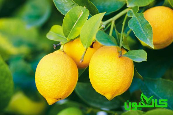 بررسی خواص درمانی لیمو ترش