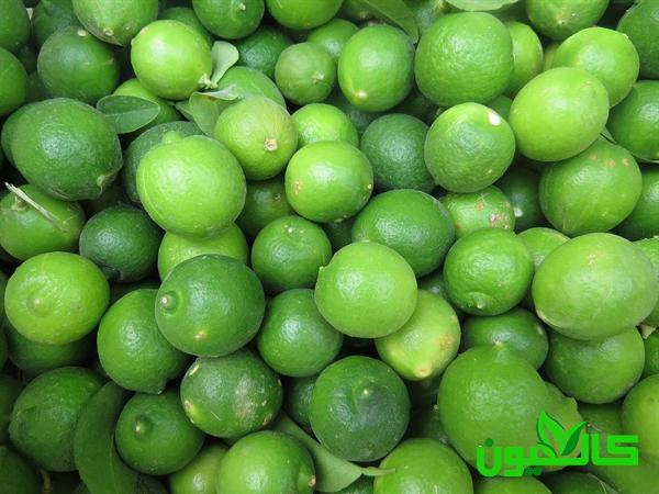 فروش ویژه لیمو ترش اسرائیلی