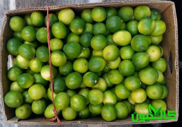 فروش بدون واسطه لیمو در رودان