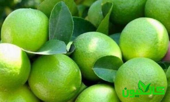 بازار توزیع لیمو رودان درجه یک