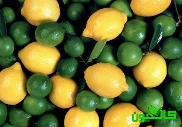 مراکز خرید لیمو ترش در قم