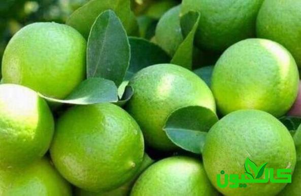 لیمو ترش درمانی مفید برای التیام پوست های آسیب دیده