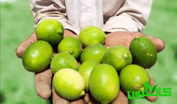 خصوصیات ظاهری لیمو عمانی سبز