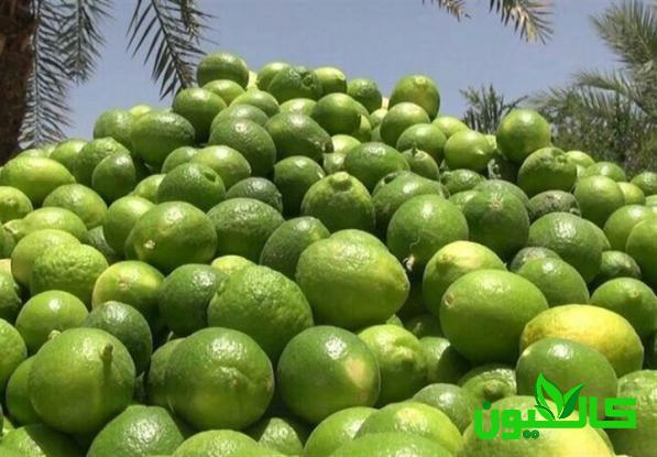 قیمت خرید لیمو عمانی تازه