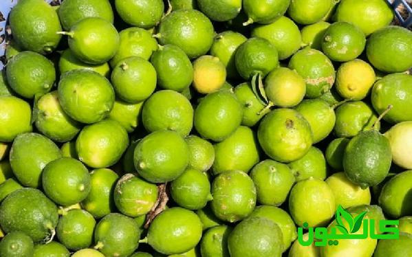قیمت استثنائی لیمو آبگیری کیلویی صادراتی