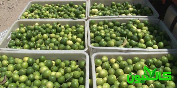 پخش مستقیم لیمو آبگیری کیلویی صادراتی
