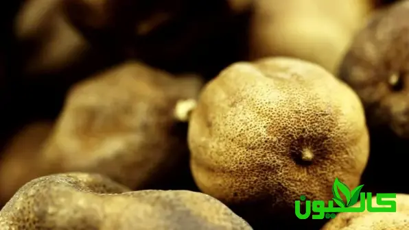 جلوگیری از سنگ کلیه با مصرف لیمو خشک